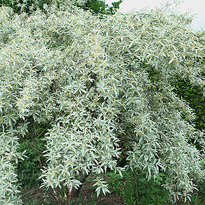 Elaeagnus angustifolia (Russian Olive)