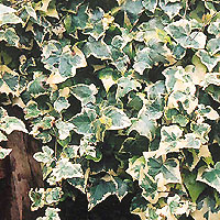 Hedera helix - 'Eva' (Ivy)