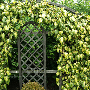 Hedera colchica - 'Sulphur Heart'