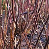 Hydrangea macrophylla - Nigra
