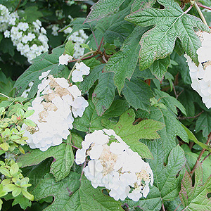 Hydrangea quercifolia - 'Snow Flake'