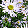 Kalimeris incisa - Charlotte