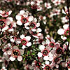 Leptospermum scoparium - Kea - Tea Tree,Manuka,  Leptospermum