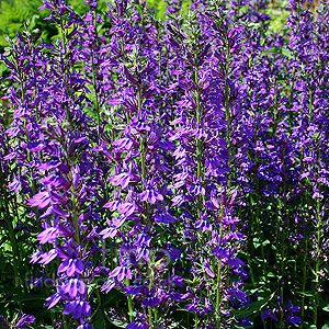 Lobelia speciosa - 'Vedrariensis'