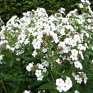 Phlox paniculata (Phlox)