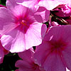 Phlox paniculata - Eva Cullum - Phlox