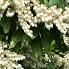 Pieris formosa - Wakehurst
