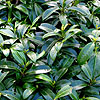 Prunus laurocerasus - Mount Vernon