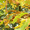 Quercus rubra - Sunshine