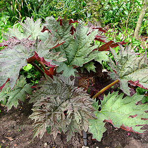Rheum palmatum (Ornamental Rhubarb)