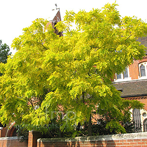 Robinia pseudoacaia - 'Frisia' (False Acacia, Black Locust)