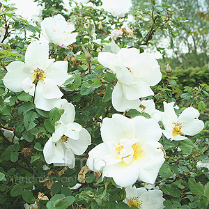 Rosa  - 'Nevada' (Shrub Rose)