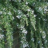 Rosmarinus officinalis - Jackmans Prostrate - Prostrate Rosemary