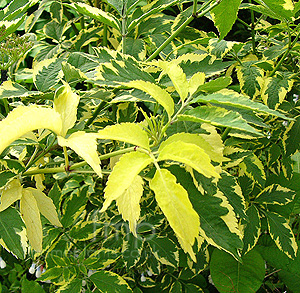Sambucus nigra - 'Madonna' (Elder )