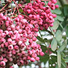 Sorbus hupehensis - Obtusa
