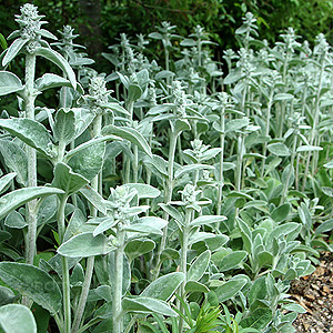 Stachys byzantina (Lamb's Ears)