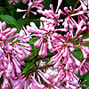 Click to view large image