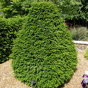 Taxus baccata (Yew)