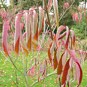 Tetradium glabrifolium - 'Glacoma' (Bee Bee Tree, Champion Ex Bentham)
