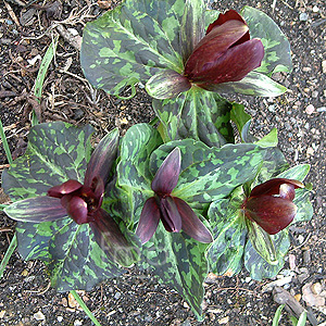 Trillium chloropetalum - 'Hibbersoni' (Wake Robin, Birthroot, Trilium)