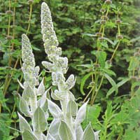 Verbascum bombyciferum