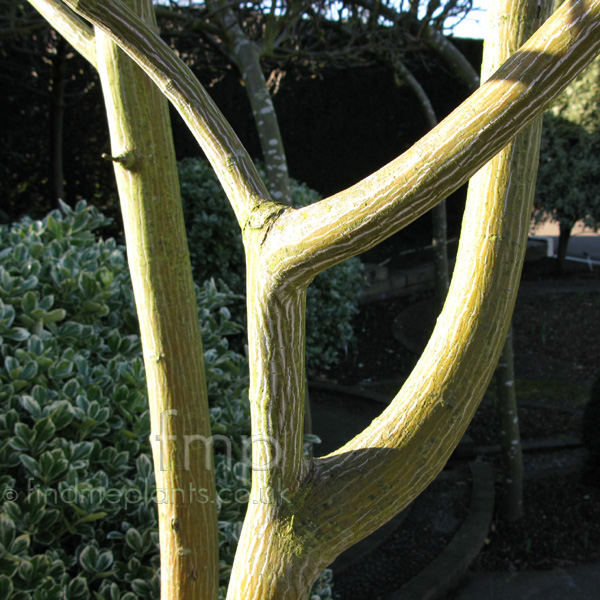 Big Photo of Acer Davidii