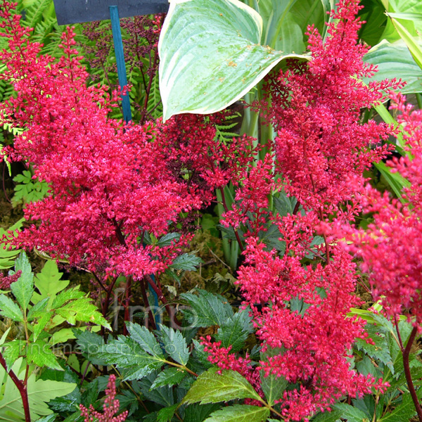 Big Photo of Astilbe 