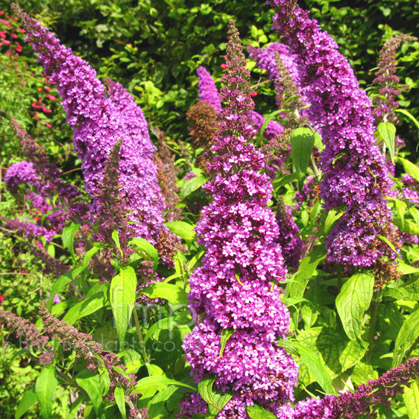 Big Photo of Buddleja Davidii
