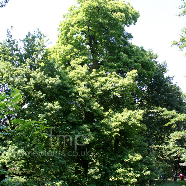 Big Photo of Castanea Sativa