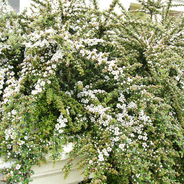 Big Photo of Cotoneaster Horizontalis, Flower Close-up