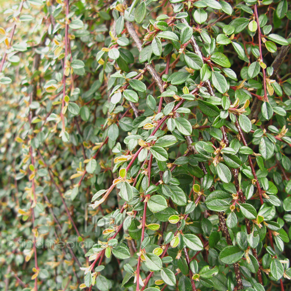 Big Photo of Cotoneaster Radicans, Leaf Close-up