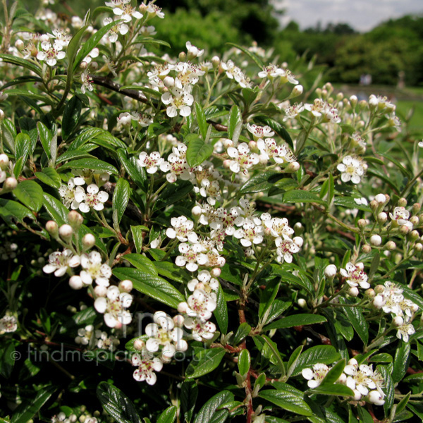 Big Photo of Cotoneaster Salicifolius, Flower Close-up