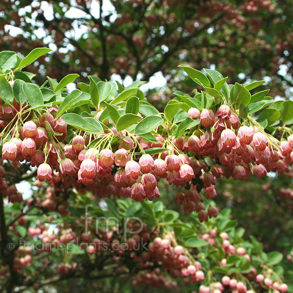 Big Photo of Enkianthus Campanulatus