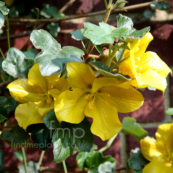 Big Photo of Fremontodendron California Glory