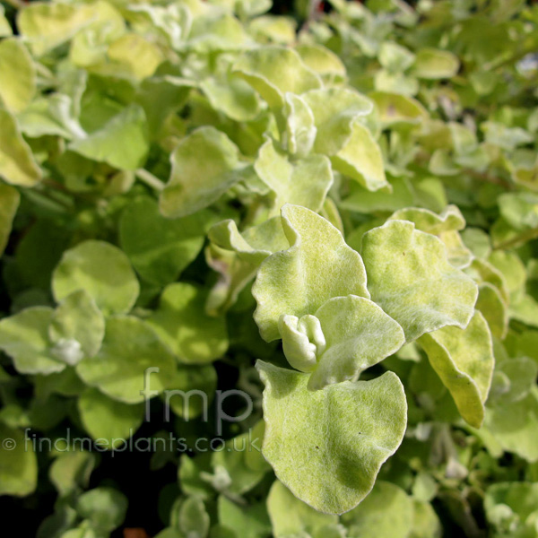 Big Photo of Helichrysum Petiolare, Leaf Close-up