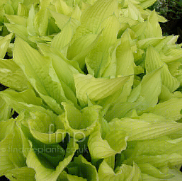 Big Photo of Hosta Fortunei