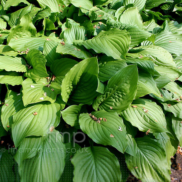 Big Photo of Hosta 