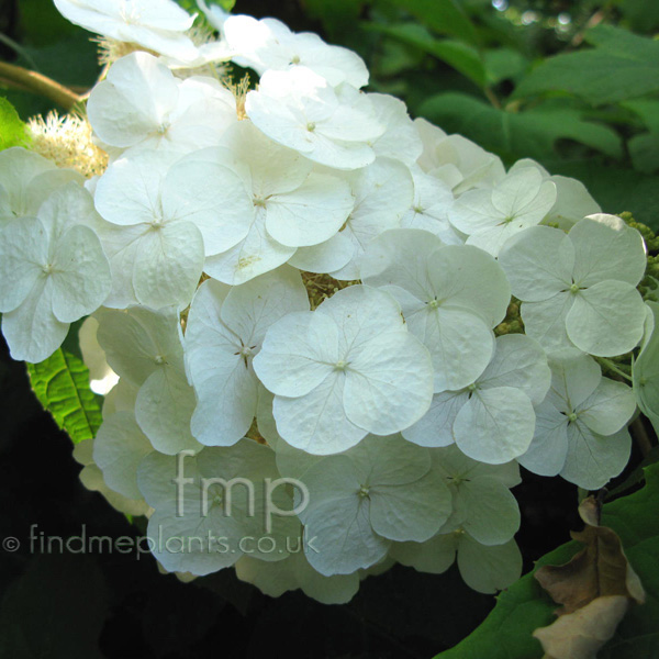 Big Photo of Hydrangea Quercifolia, Flower Close-up