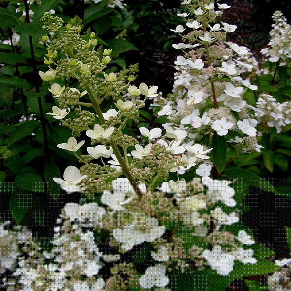 Big Photo of Hydrangea Paniculata