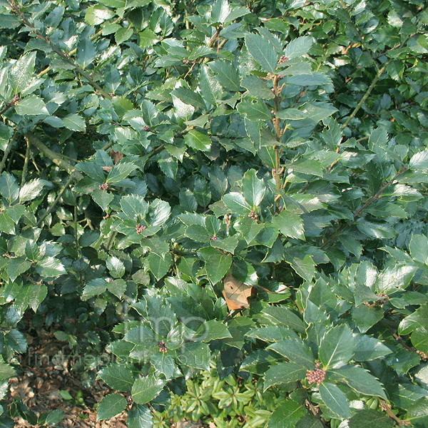 Big Photo of Ilex Mererveae