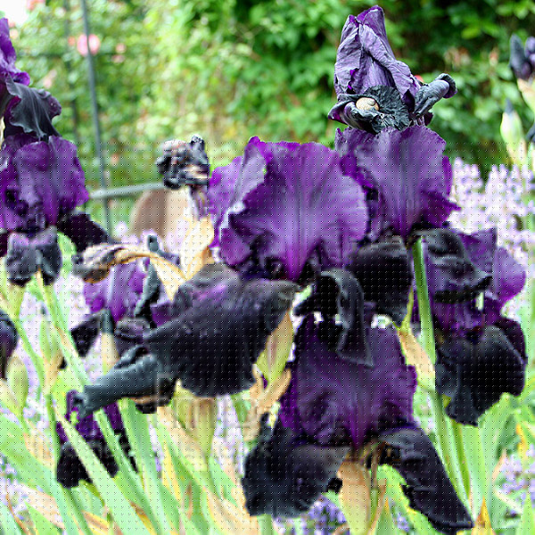 Big Photo of Iris 