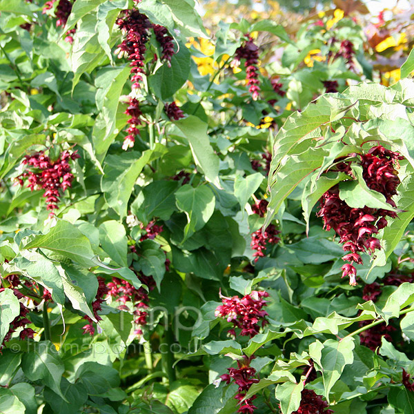 Big Photo of Leycesteria Formosa