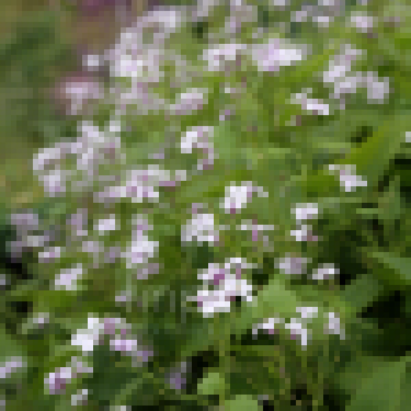 Big Photo of Lunaria Rediviva, Flower Close-up