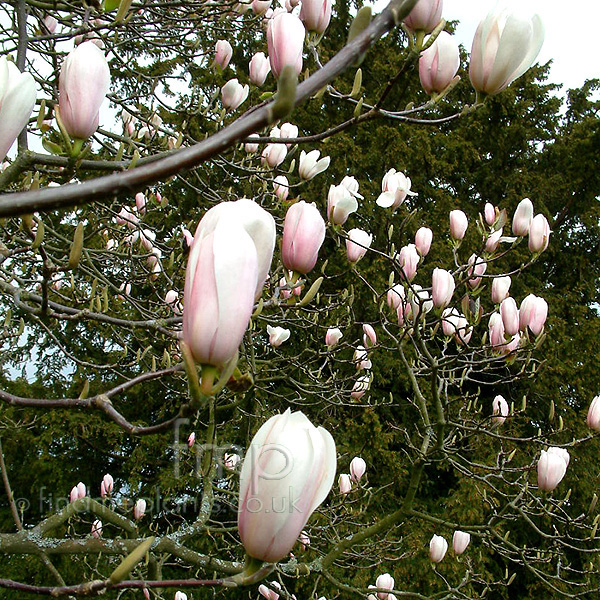 Big Photo of Magnolia X Veitchii