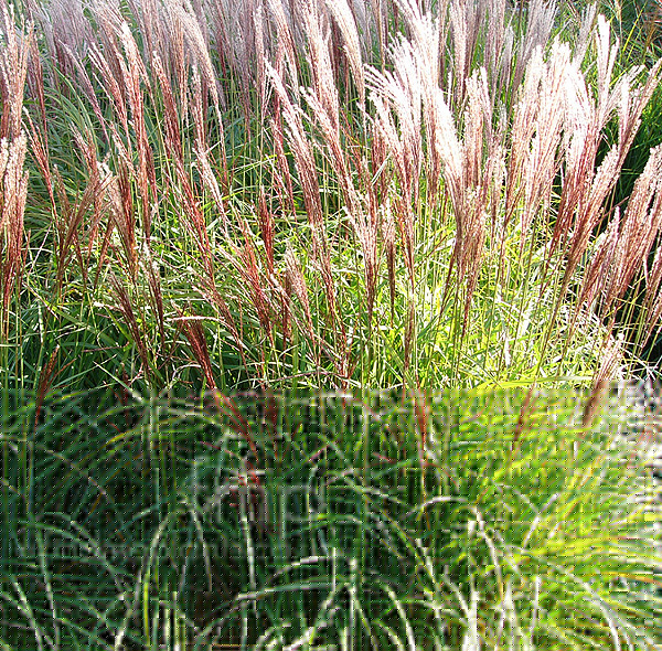 Big Photo of Miscanthus Sinensis