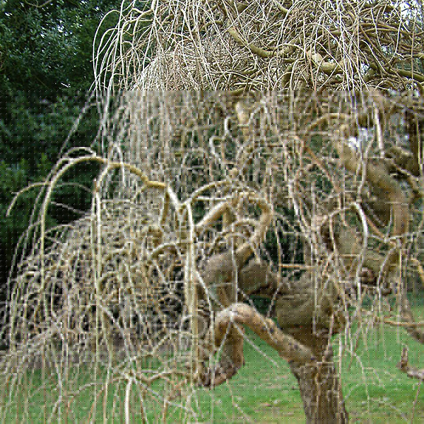 Big Photo of Morus Alba