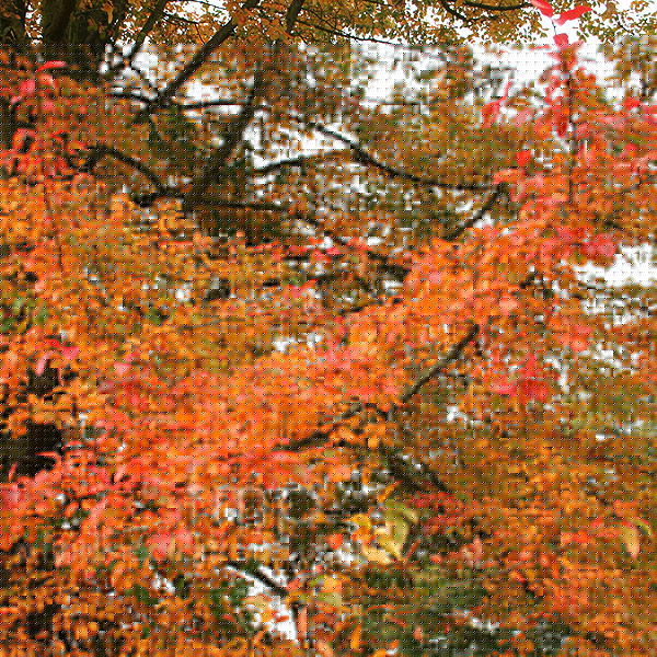 Big Photo of Nyssa Sylvatica