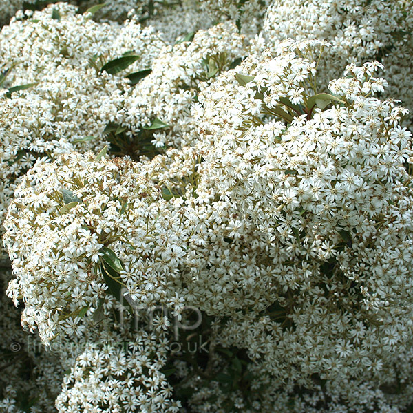 Big Photo of Olearia Cheesemanii