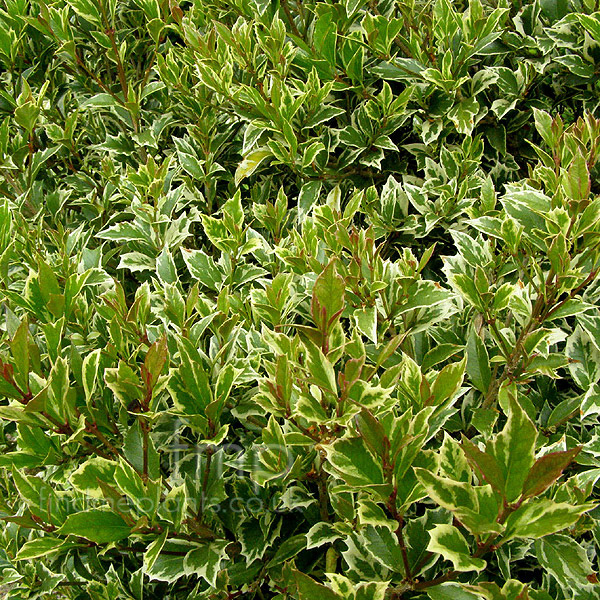Big Photo of Osmanthus Heterophyllus