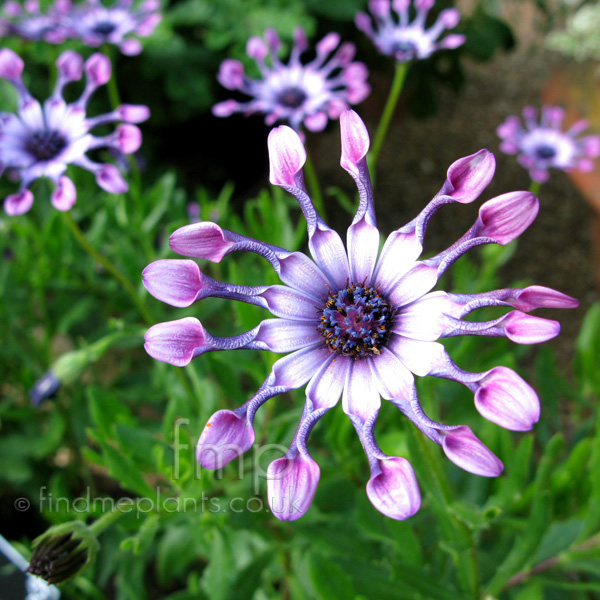 Big Photo of Osteospermum , Flower Close-up